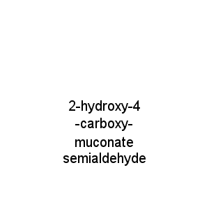 2-hydroxy-4-carboxy-muconate semialdehyde